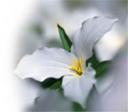 Kearney Funeral Services