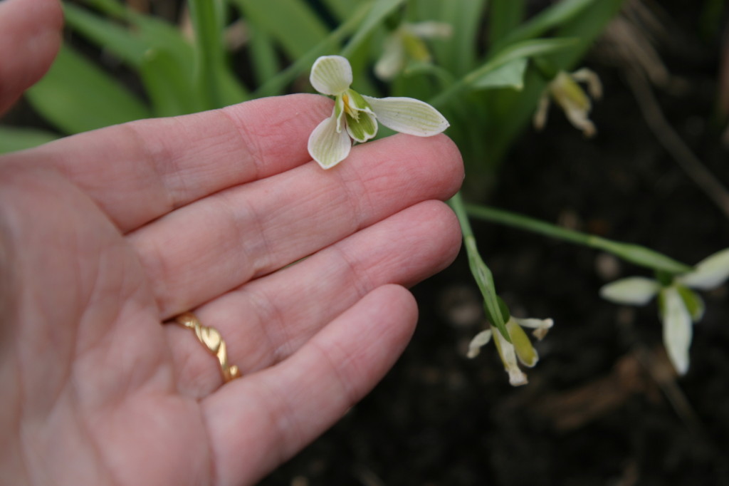 Galanthus elwesii 'Rosemary Burnham'. Image credit: M. Brehaut 