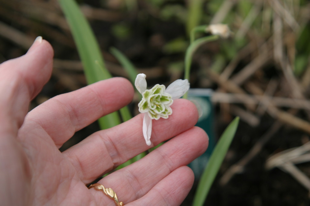 Galanthus 'Lady Beatrix Stanley'. Photo credit: M. Brehaut