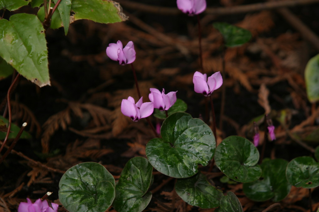 Cyclamen coum. Photo credit: M. Brehaut