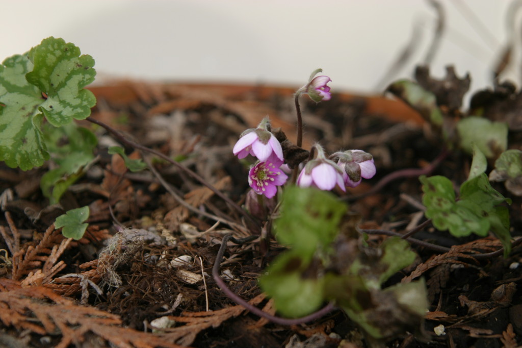 Hepatica nobilis x orenatiloba x marmorata. Photo credit: M. Brehaut