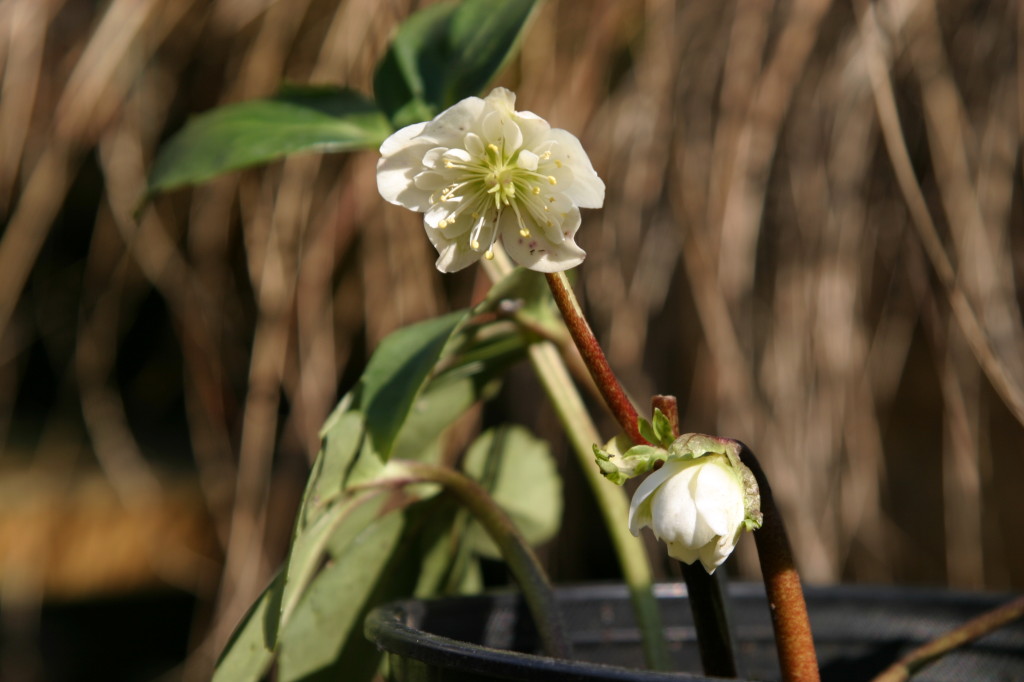 Helleborus niger 'Snow Frills'. Photo credit: M. Brehaut 