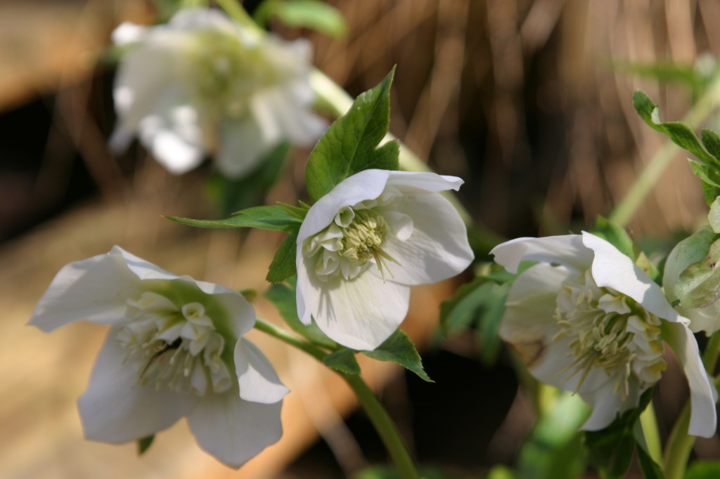 Helleborus Harvey Hybrids. Photo credit: M. Brehaut 