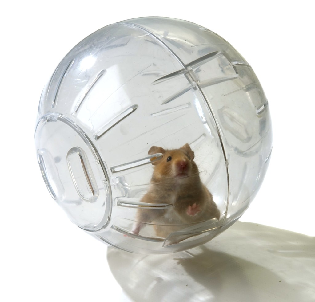 hamster-ball