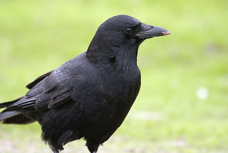 060606-crows_big