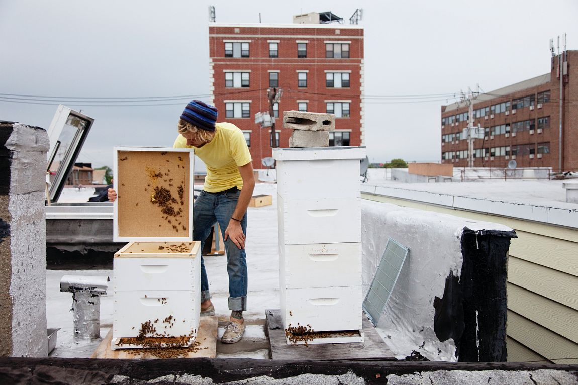 urban beekeeping
