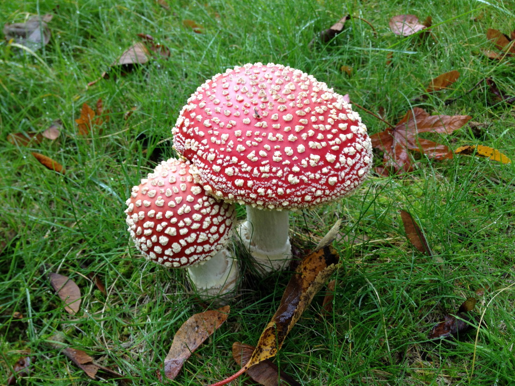 The Amanita muscaria mushrooms seen in our neighbourhood this time of year.