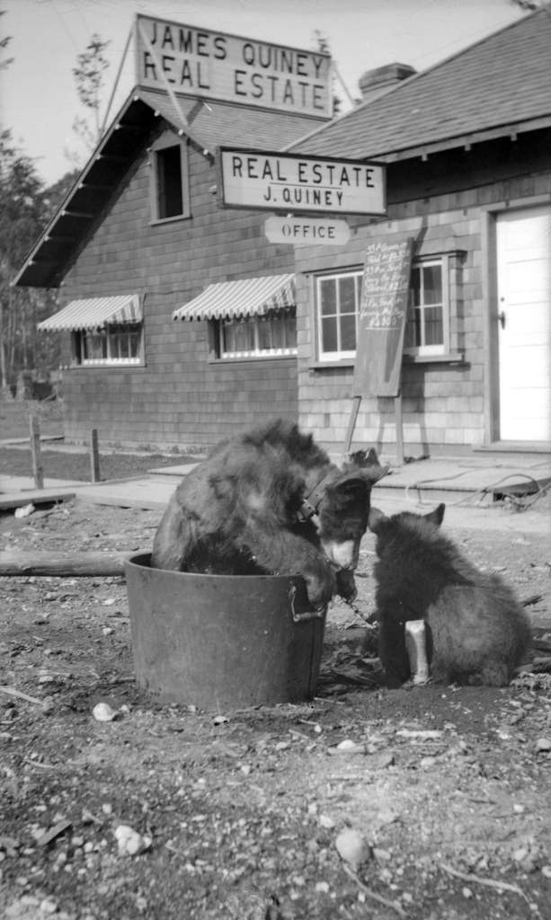 Vancouver Archives: 1920. [Bear] cubs from Kitsilano forest [at] 1820 Waterloo Street. AM1584-: CVA 7-23 