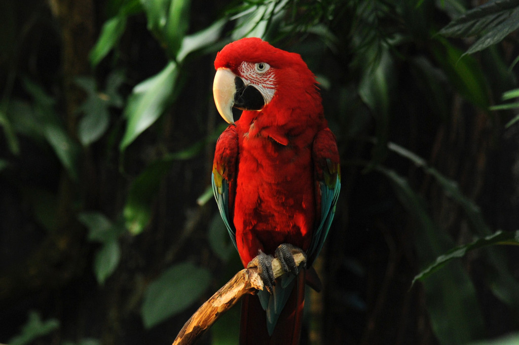 Meet one of the 100 free-flying birds at the Bloedel Conservatory. Image Credit: Vandusengarden.org