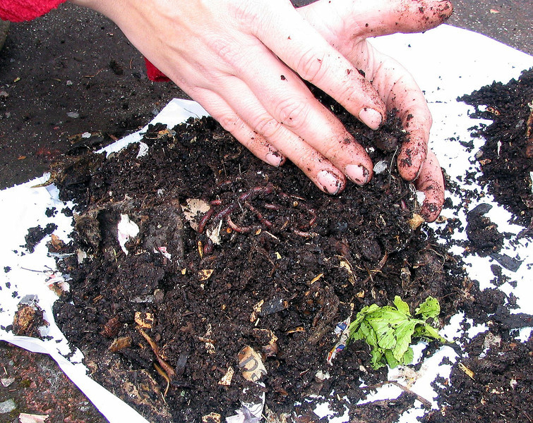 Take a worm-composting class at Kitsilano's City Farmer. Image Credit: Cityfarmer.info