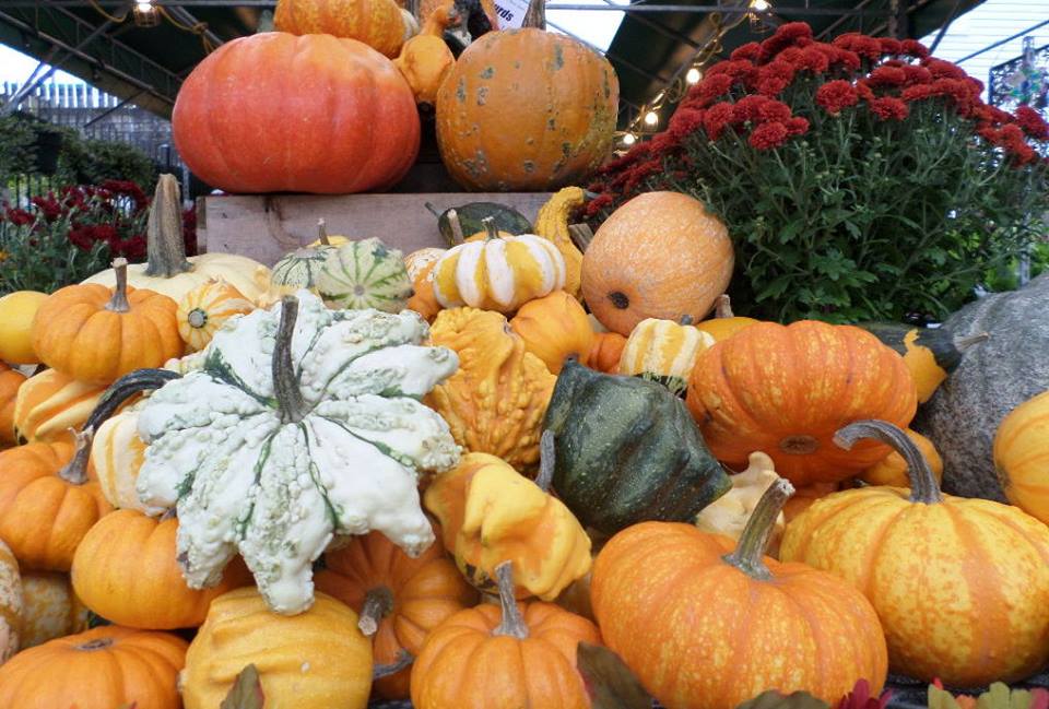 pumpkins Kitsilano