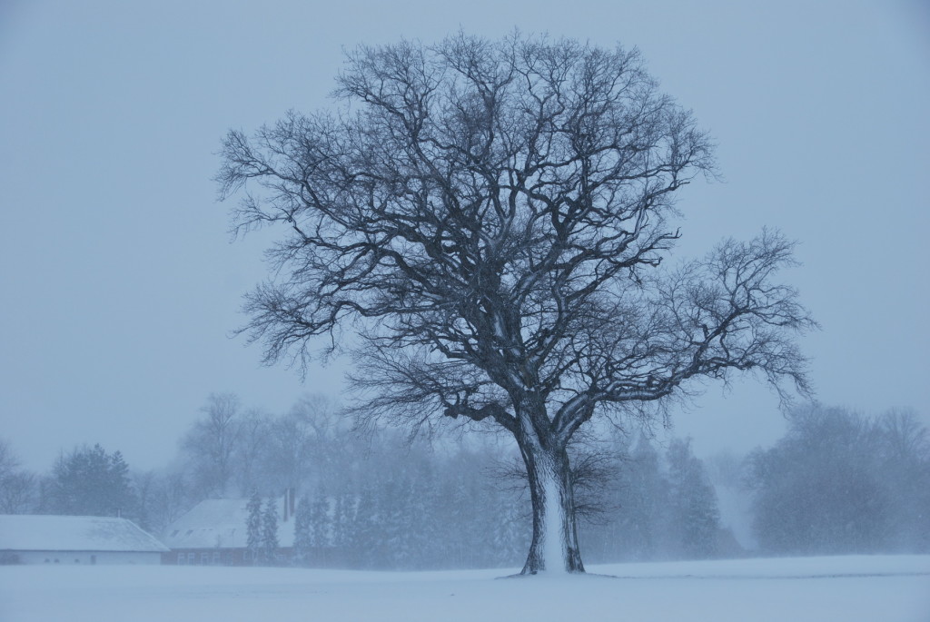 LynnCopeland_Photo_Snowy tree