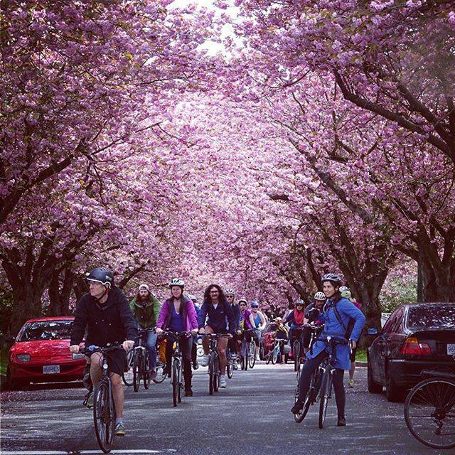 vancouver cherry blossoms