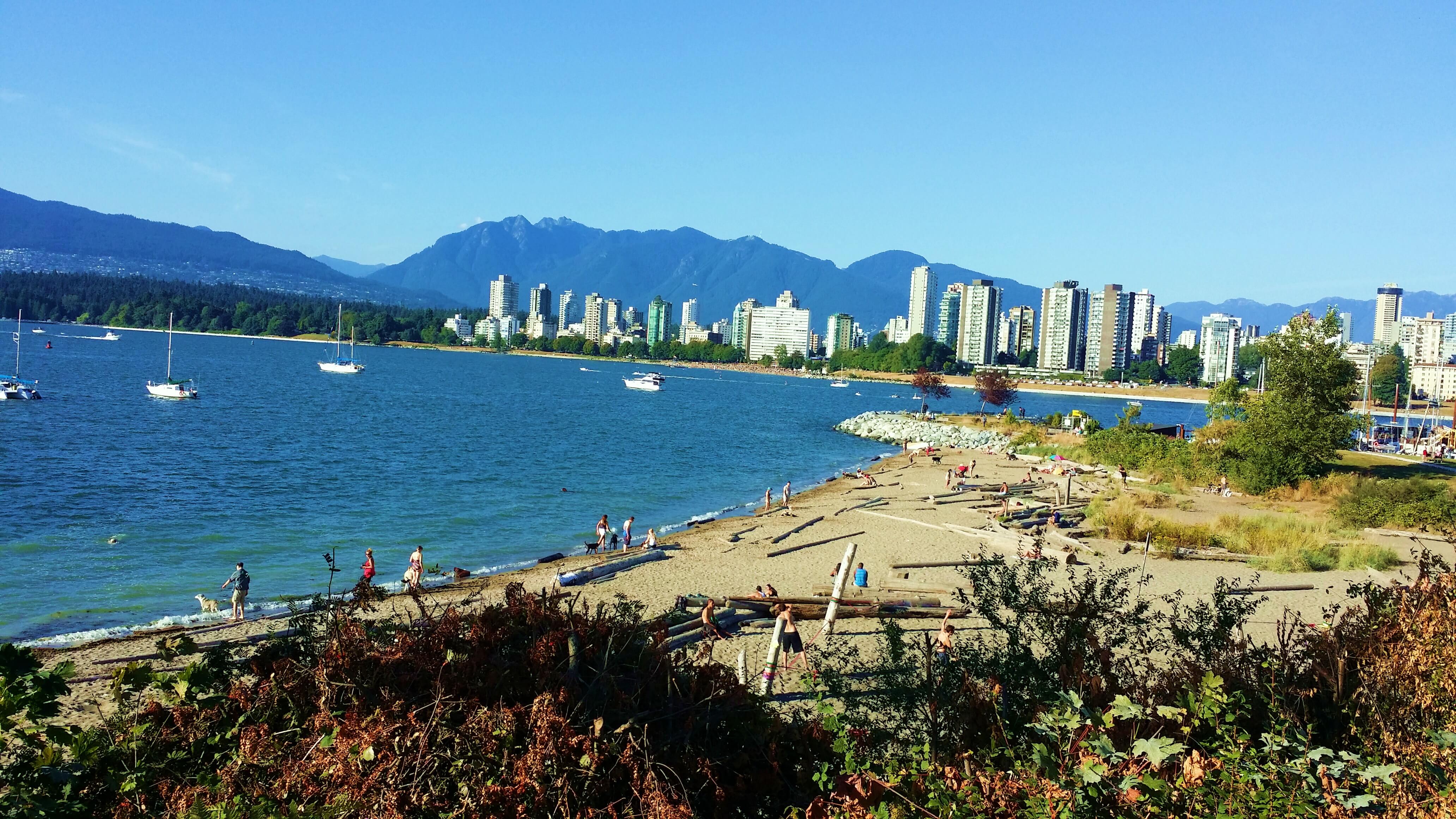 Dog Hospitalized for PCP After Walk at Kits Beach Kitsilano.ca