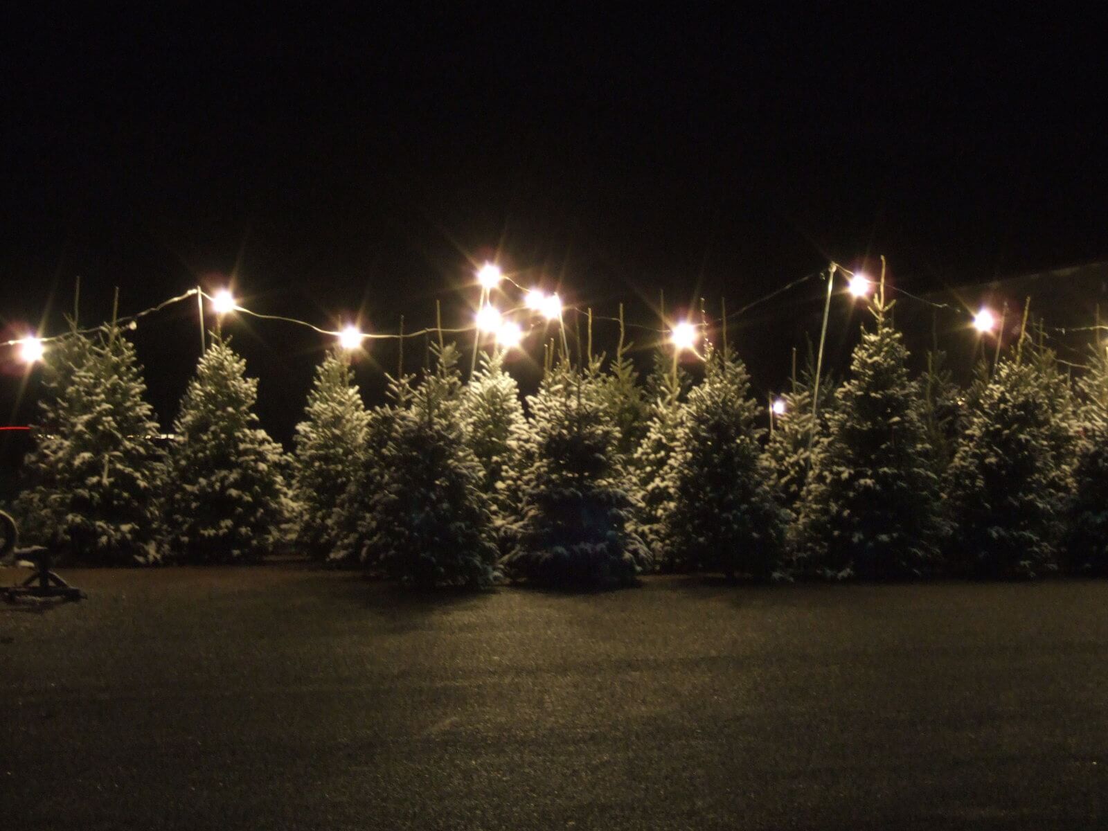 Where to Buy a Christmas Tree Near Kitsilano Kitsilano.ca