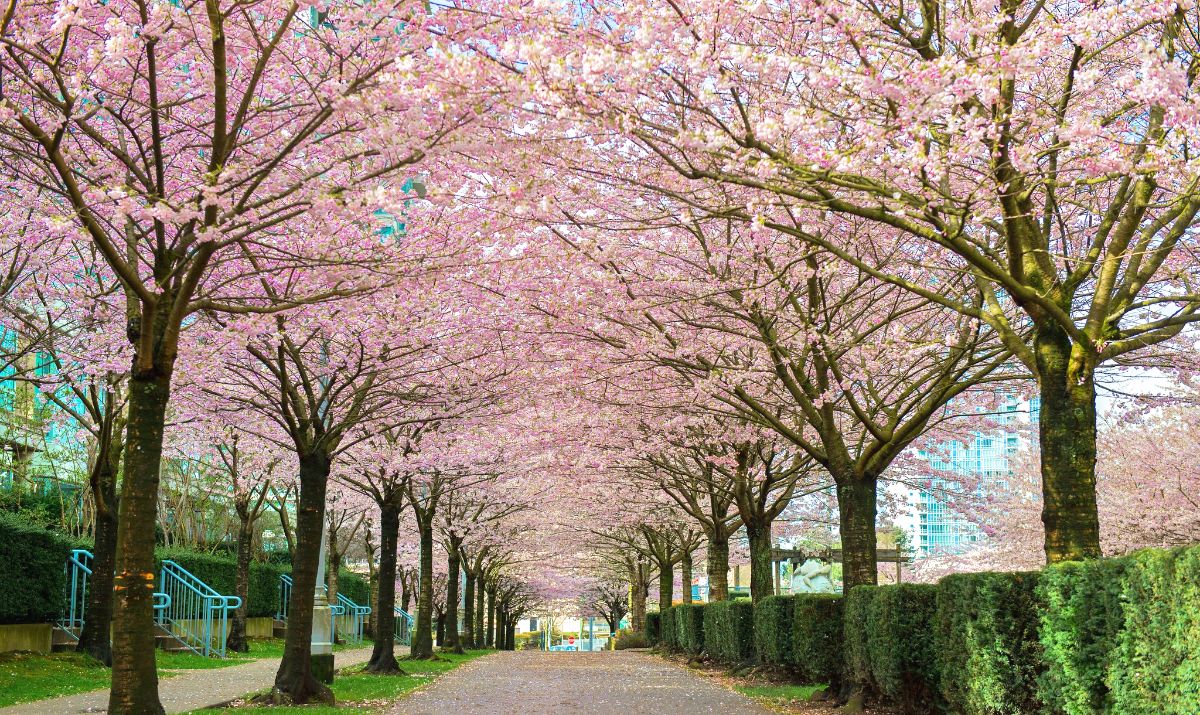 8 Places to Enjoy Cherry Blossoms in Kitsilano and Vancouver